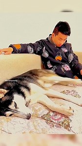 28K views · 330 reactions |  The Ultimate Funny Pets Compilation 2025!  From silly dog fails to cats being absolute chaos masters—this video will make your day! #funnypets #funnyclips #funnycat #funnydogs | Wavve.One | Facebook