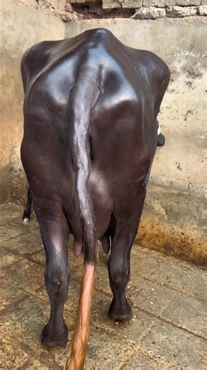 Exploring Abid Dairy Farm: A Heartwarming Experience