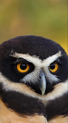 Extreme Close-Up of a Spectacled Owl’s Golden Eyes.#birdlovers,#nature,#spectacledowl,#owlcloseup