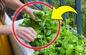 Se raccogli il basilico in questo modo la tua piantina durerà anche in inverno | Blog di incucinaconmaryponcap