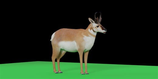 Pronghorn Male Antelope