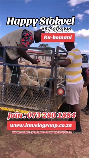 30K views · 407 reactions | Our next livestock Stokvel 01 December 2025. Call office 0732801884 | Lucky Silwana | Facebook