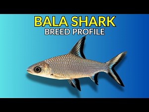 Bala Shark Care Guide | Tank Setup Feeding Compatibility & Lifespan