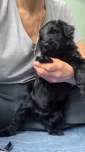 schnauzer puppies for adoption (@schnauzer.puppies190)’s videos with original sound - schnauzer puppies for adoption