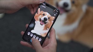 A major step in the evolution of technology comes in to play: Alipay's pet recognition technology. The technology involves algorithms which AI solves by finding comparisons in the patterns of the pets' features (nose, eyes, fur). Extracting this data from video and images of the pet, the technology provides owners the ability to monitor the health of and track the whereabouts of their pets. | Alipay