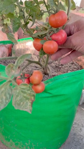 Easy Tamatar harvesting 🍅#tamatar #harvesting #gardening #homegarden #shorts #viralshorts #trending