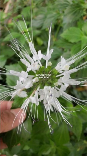 Orthosiphon aristatus or cat's whiskers plant #cat's whiskers #orthosiphonaristatus #orthosiphon