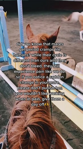 Do Female Horses Have Periods? Understanding Mare's Cycles