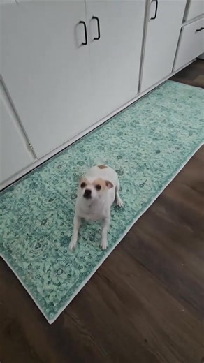 Who else pays the "Cheese Tax?!" | Wisky the dog