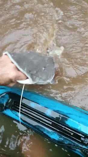 Lots of fish in this little river!! #fishing #news #shorts