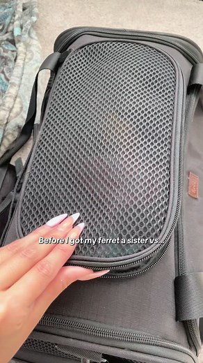 If you ever wonder why people say to get two ferrets instead of one, this is why 🥺🤍 #ferret #huron #cuteanimals #ferretgram #ferretsofinstagram #ferrets | Moonthecinnamonferret