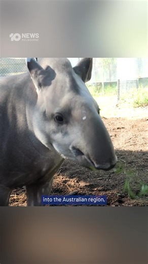 57K views · 732 reactions | Melbourne Zoo has welcomed a new star,...