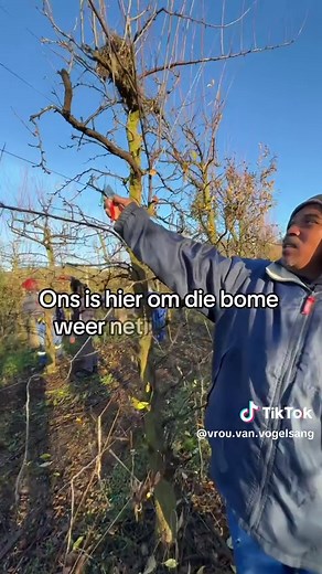 Winter Pruning Techniques for Plum Orchards