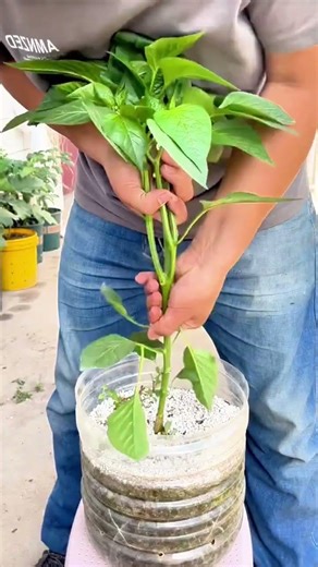 Secret revealed: how to make your chili pepper plant explode with production 🌶️🔥 #ChiliPepperPlant