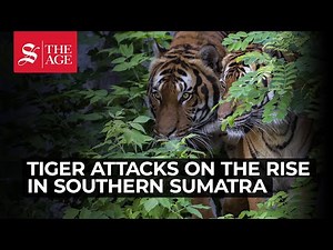 Tigers attacking villagers in remote Sumatra