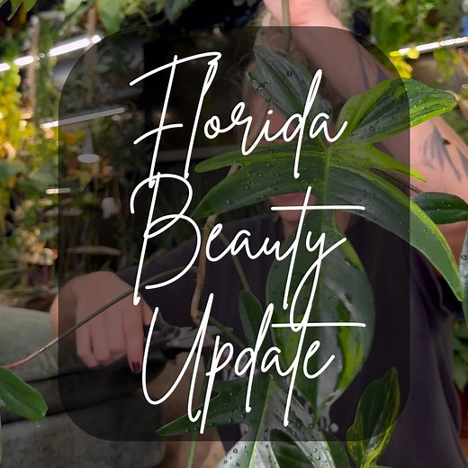 13K views · 636 reactions | Philodendron Florida Beauty combo with...