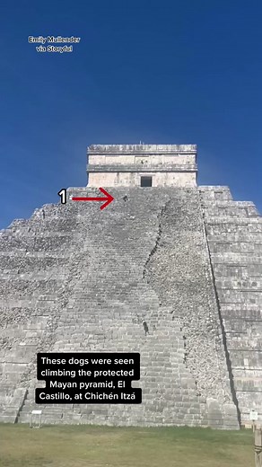 Dogs Climbing El Castillo Pyramid at Chichén Itzá