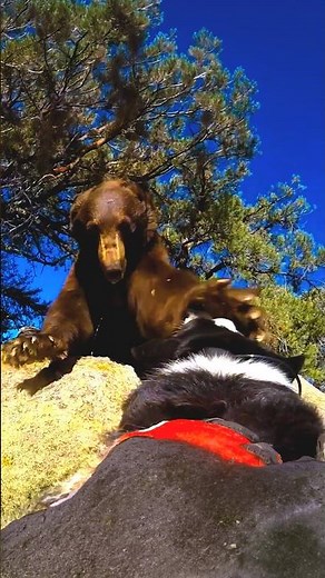 The secret to managing wild bears safely #wildlife #conservation #shorts