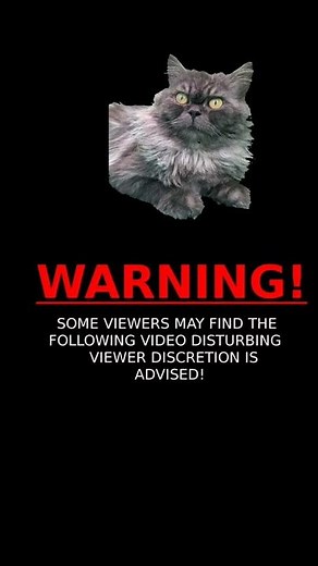 cat - male genital tract