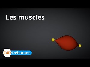 Tutoriel : les muscles