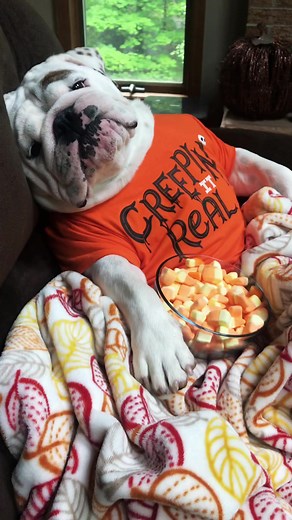 Funny Bulldog Videos: The Ultimate Bulldog Compilation