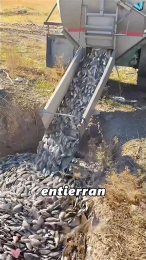 The tilapia is rampant.#amazing #didyouknow #knowledge #fyp #amazing