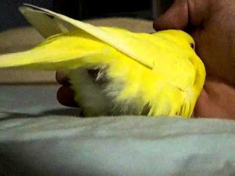 Budgie lays an egg