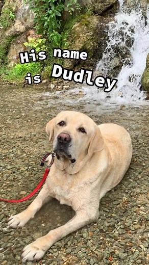 His name is chonky Dudley 🐶 #dog #doggo #rescuedog #hisnameis #labrador #pets #dogsoftiktok