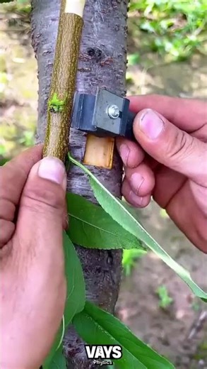 How to Clone a Tree! The Science of Grafting 🤯 #shorts #biology