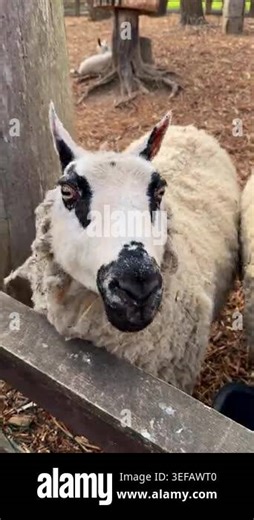 Rare Kerry Hill sheep standing in enclosure Stock Video Footage - Alamy