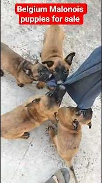 Belgium malinois puppies for sale - 9121197058