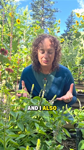 26K views · 841 reactions | Tulsi (aka holy basil) is one of my...