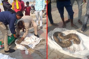गोरखपुर फोरलेन पर मिला आठ फिट लंबा अजगर, ट्रक की चपेट में आने से हुआ घायल