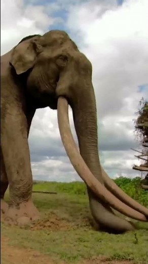 Biggest elephant in the world #elephants #elephantattack