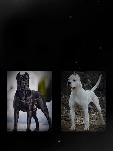 Dogo Argentino: Power and Temperament Explained