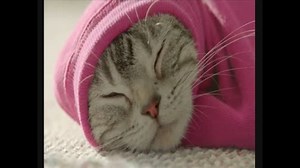 猫CM　７本　カルカン6 IAMS1