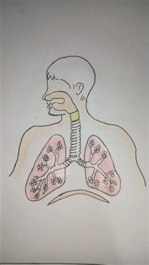 Draw respiratory system 🫀🫀#respiratory #science #work #study