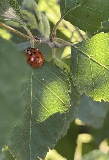 Did you know that ladybugs have six legs (which is a defining characteristic of insects). 🐞 #educational #ladybug #beetle