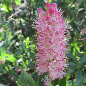 Flowering Shrub, Clethra Ruby Spice, Fragrant Pink Spikes, 9cm Pot, RHS Award  | eBay UK