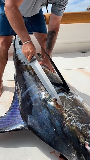Amazing Marlin Fish Catch & Cutting on Deep Sea Boat | Say Amazing