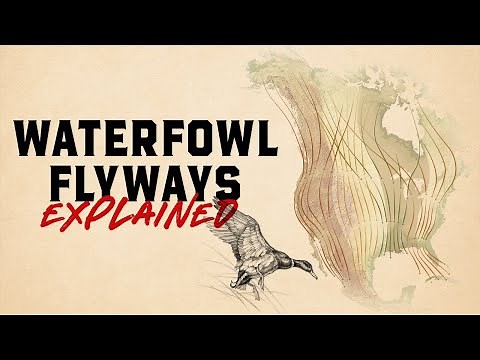 Understanding the Four Major Waterfowl Flyways of North America