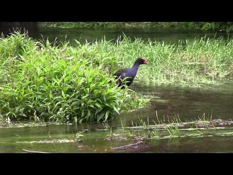 Pukeko - New Zealand