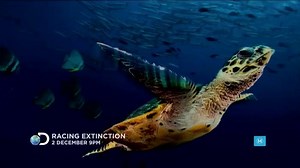 146 reactions · 215 shares | In a blink, it could all be gone. The incredible documentary Racing Extinction premieres Wednesday 2 December at 9pm AEDT/NZ. | Discovery Channel Australia | Facebook