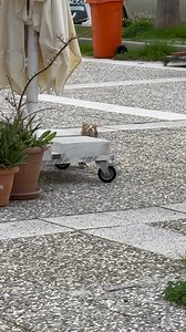 39K views · 3K reactions | Der halblinde gelbe Kater in seinem Mittagsschlaf. #catsandgold #kediler #katze #cat | Cats and Gold | Facebook