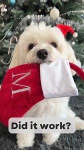 𝔻𝕚𝕕 𝕚𝕥 𝕨𝕠𝕣𝕜? 🙏 . I mean…who could resist. Don’t you agree? Comment below ⬇️ . . 🐑LIKE•SAVE•SHARE 🐑 Follow for more @mikkomorkie content every Monday, Wednesday and Friday #mikkomorkie . . . Audio: Caption: “Dear Santa, please overlook my behavior and focus on my cuteness.” IB: livinlavitalexi . . . #morkie #maltese dog Christmas cozy dog parent cute dog dog #whitedog Santa nice list Santa paws dear Santa good dog dog tricks | Mikko Morkie