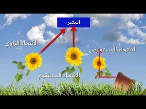 الانتحاء في النباتات