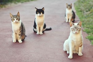 Indoor vs. Outdoor Cats: 7 Critical Aspects to Consider for Each
