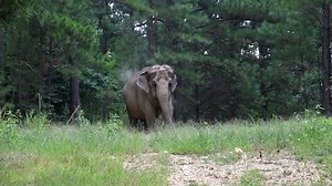 The Sanctuary's elephants have been taking advantage of the warm weather this summer by exploring new areas of their habitats, wallowing in the mud, splashing in ponds, and dining on lush green grasses. | The Elephant Sanctuary in Tennessee