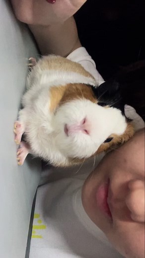 ระบบสั่งการด้วยเสียง #แกสบี้ #cavy #guineapigs