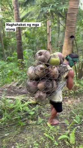 Naghahakot ng mga niyog #kopra #coconut